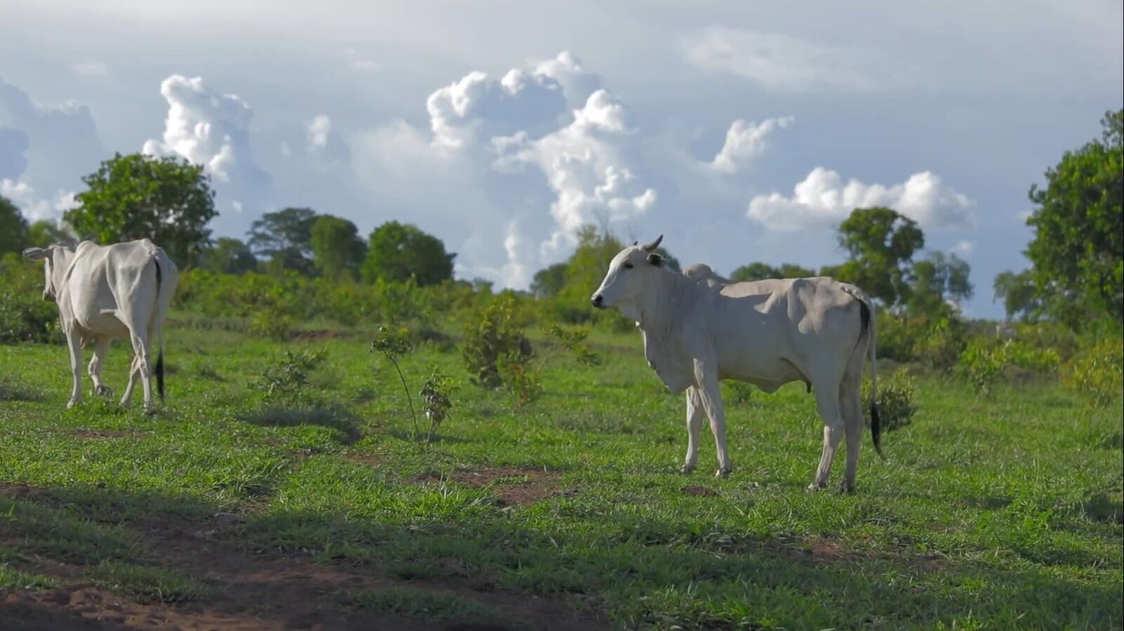 Gado Branco pastando em campo aberto