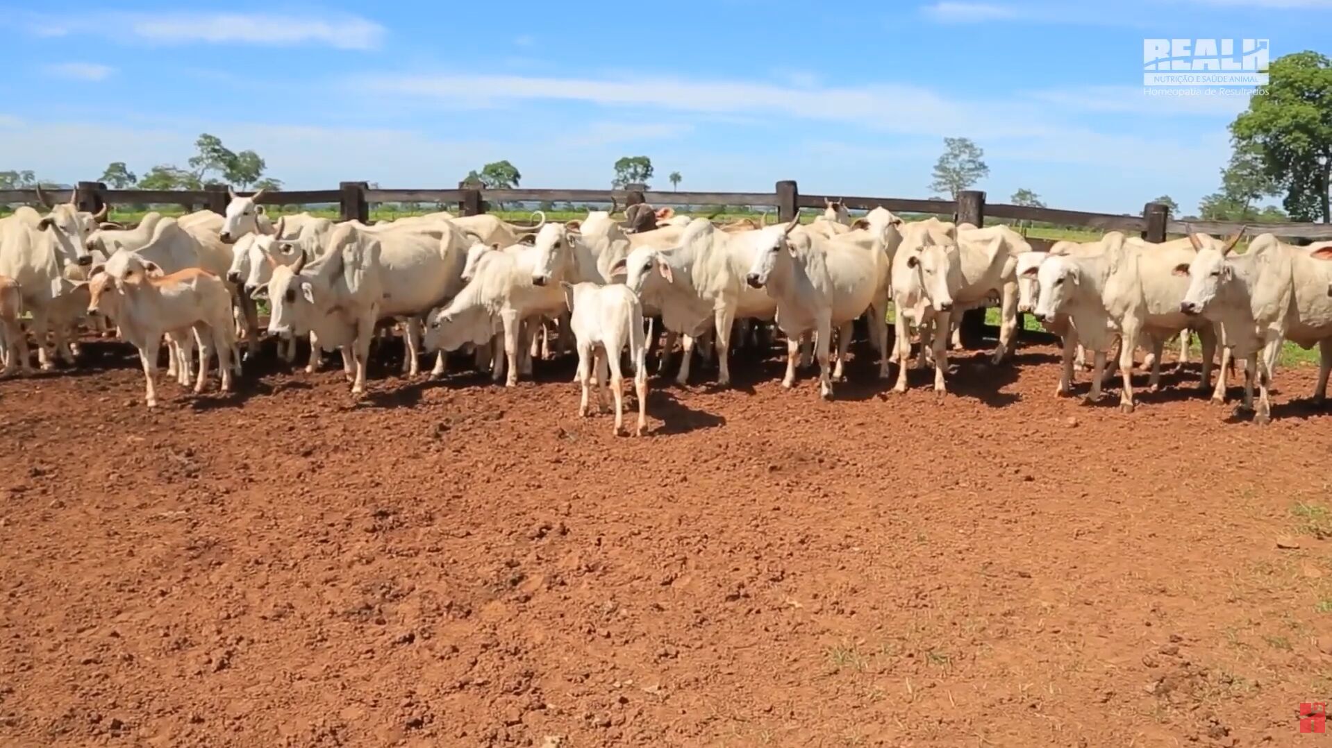Gado de corte pastando em pastagem aberta
