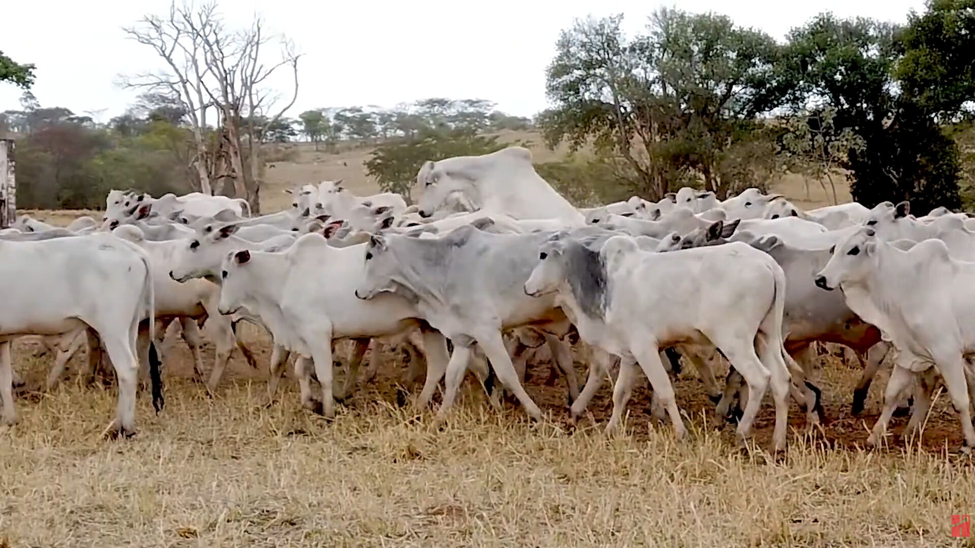 Gado zebu pastando em campo aberto