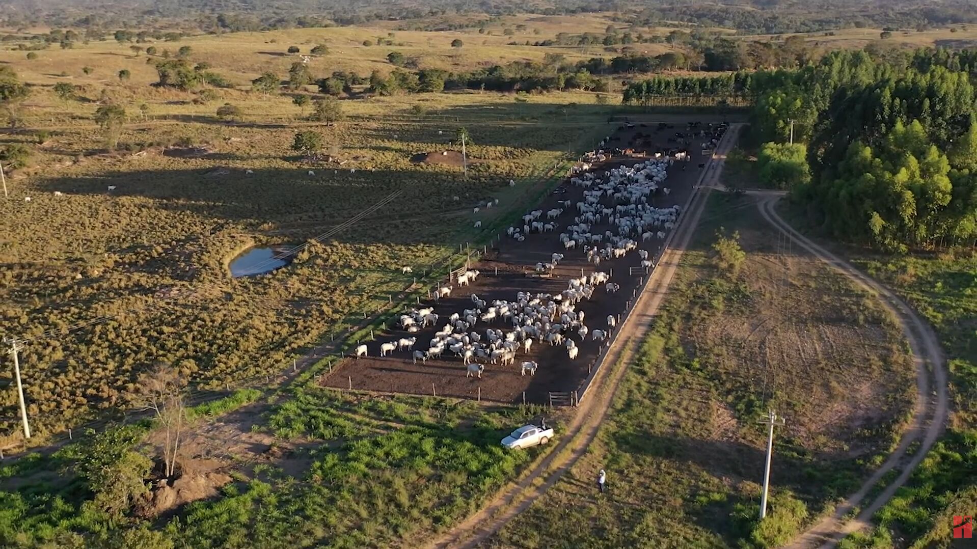 Visual aéreo de pastagem com gado bovino