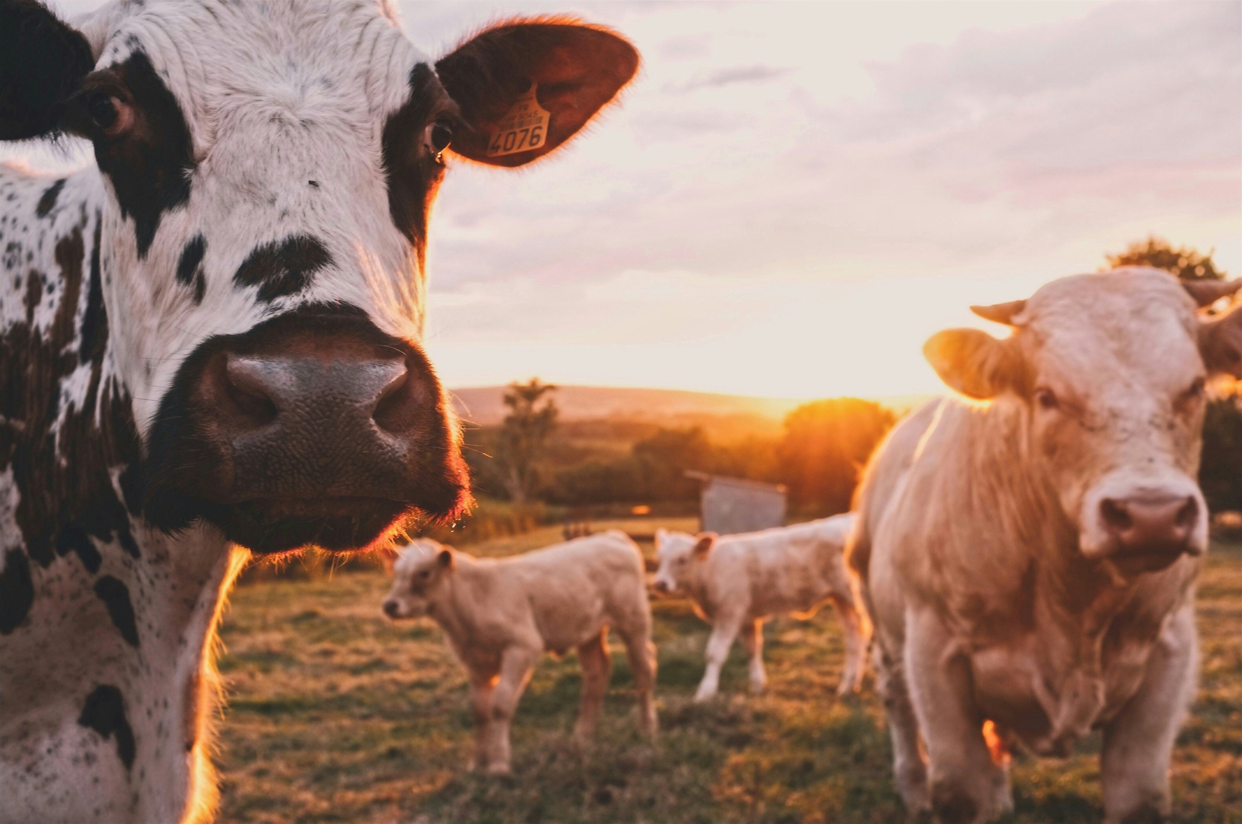 Vacas pastando ao pôr do sol em uma fazenda